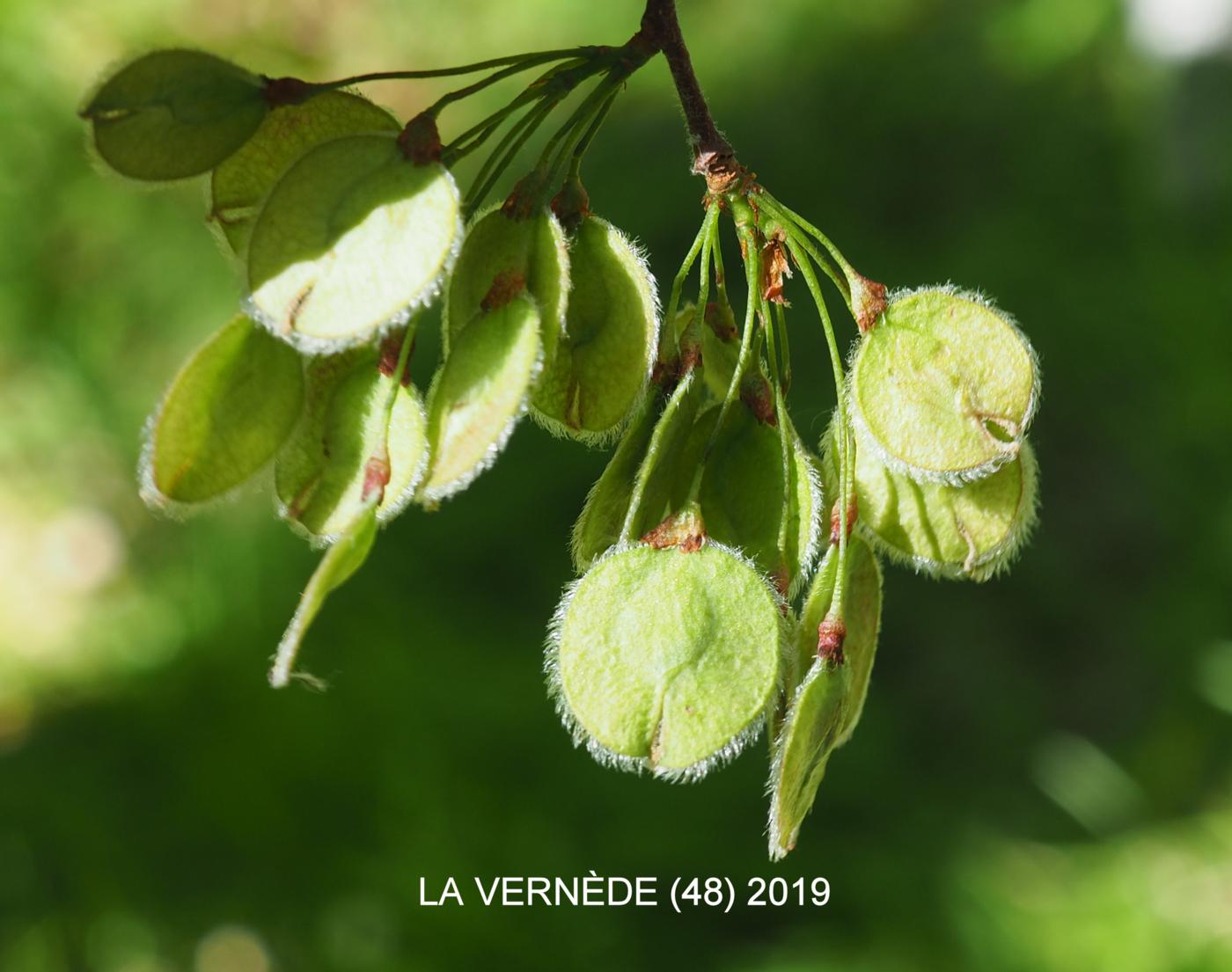 White-Elm, European fruit